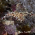 pipefish_ghost_ornate_dae_ni_h_0826_egy0969.jpg